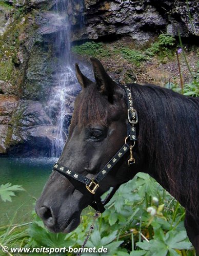 Fohlenhalfter - Halfter f&uuml;r Fohlen